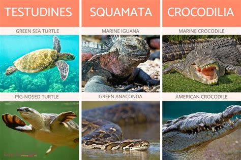 are fish reptiles|Three.